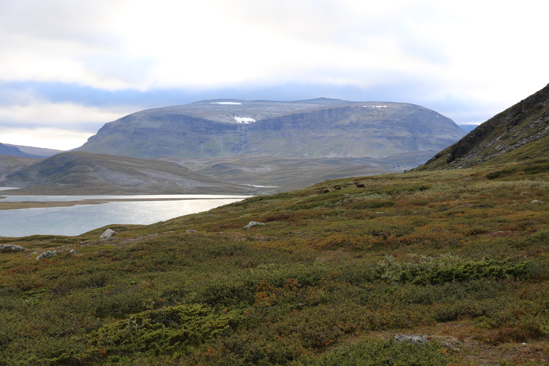 "Björnar" med horn på Blåfjellet