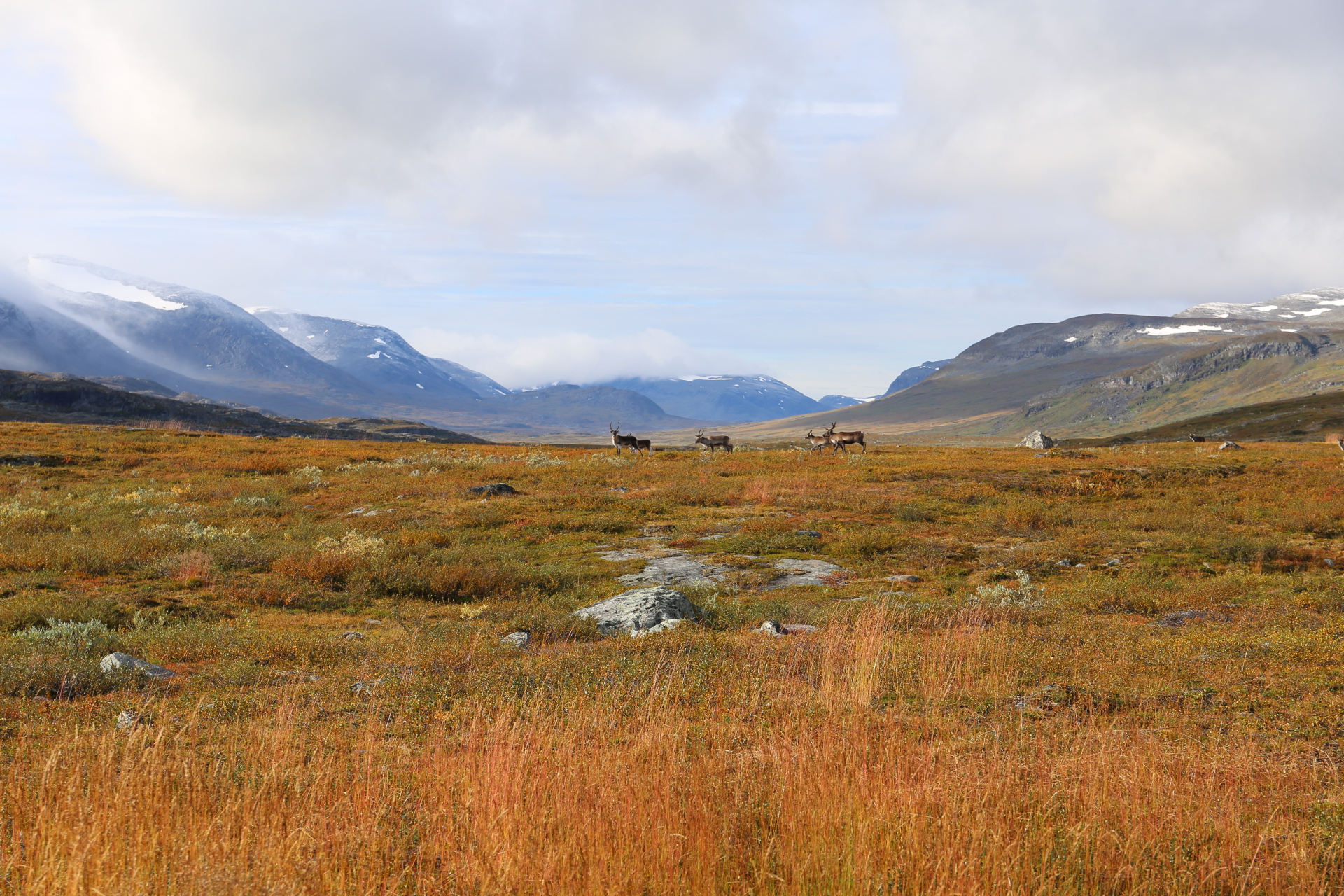 Renarna utanför stugan